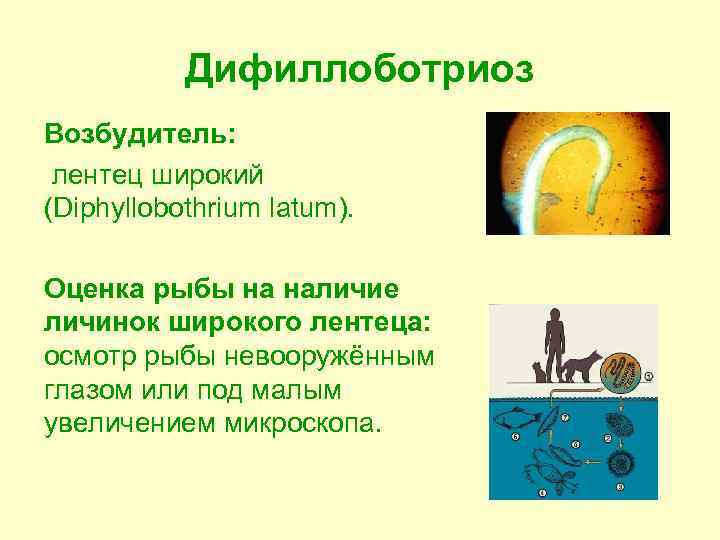 Дифиллоботриоз Возбудитель: лентец широкий (Diphyllobothrium latum). Оценка рыбы на наличие личинок широкого лентеца: осмотр