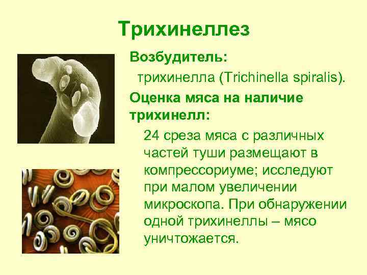 Трихинеллез Возбудитель: трихинелла (Trichinella spiralis). Оценка мяса на наличие трихинелл: 24 среза мяса с
