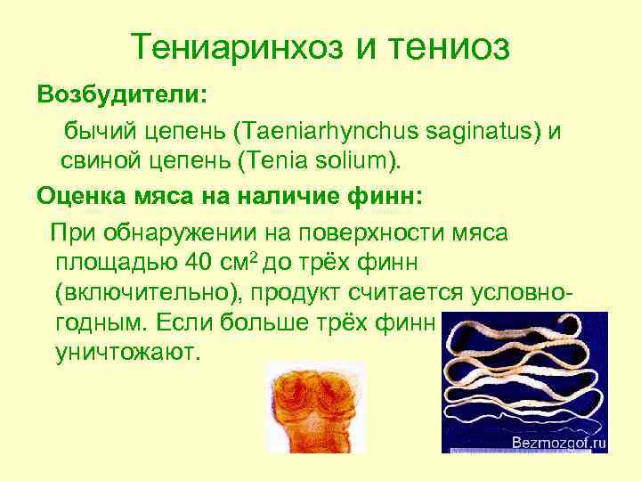 Тениаринхоз и тениоз Возбудители: бычий цепень (Taeniarhynchus saginatus) и свиной цепень (Tenia solium). Оценка