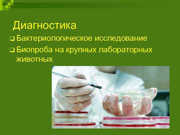 Диагностика q Бактериологическое исследование q Биопроба на крупных лабораторных животных 