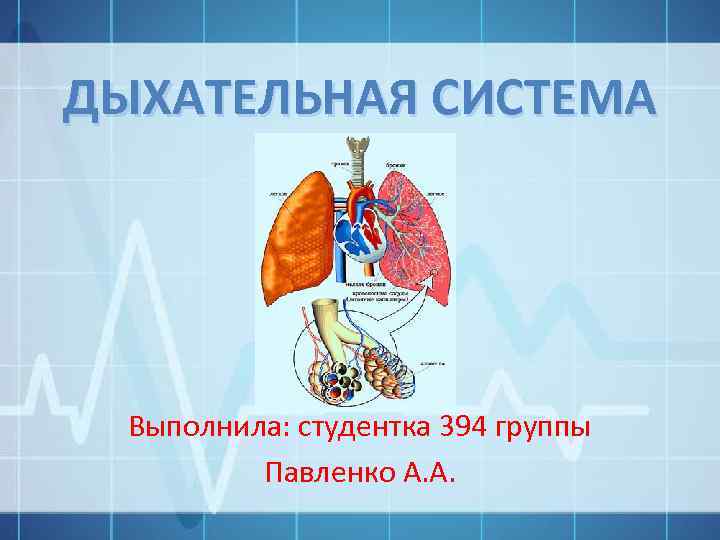 ДЫХАТЕЛЬНАЯ СИСТЕМА Выполнила: студентка 394 группы Павленко А. А. 