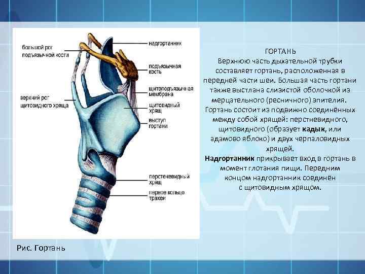 ГОРТАНЬ Верхнюю часть дыхательной трубки составляет гортань, расположенная в передней части шеи. Большая часть
