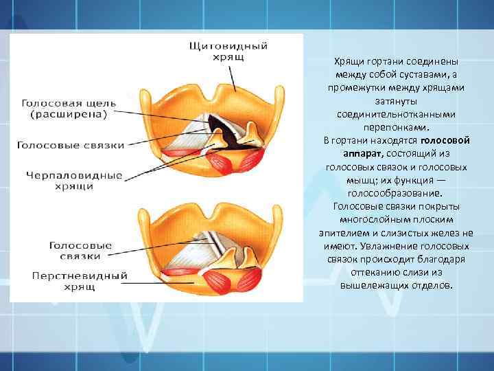 Хрящи гортани соединены между собой суставами, а промежутки между хрящами затянуты соединительнотканными перепонками. В