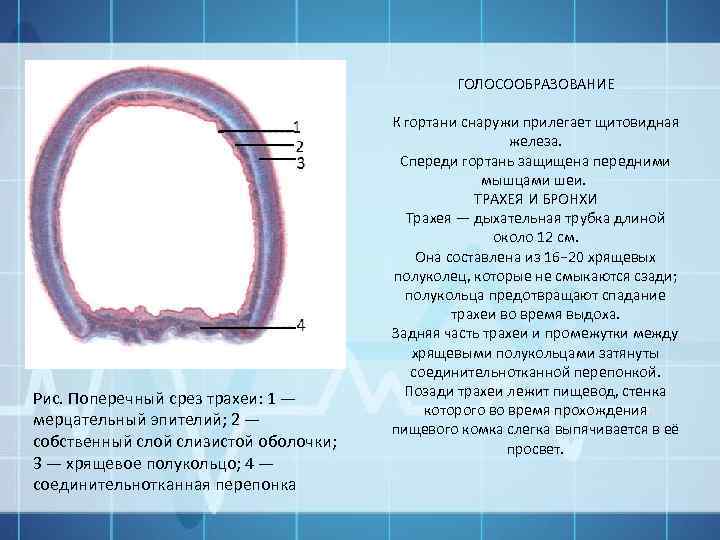 Рис. Поперечный срез трахеи: 1 — мерцательный эпителий; 2 — собственный слой слизистой оболочки;