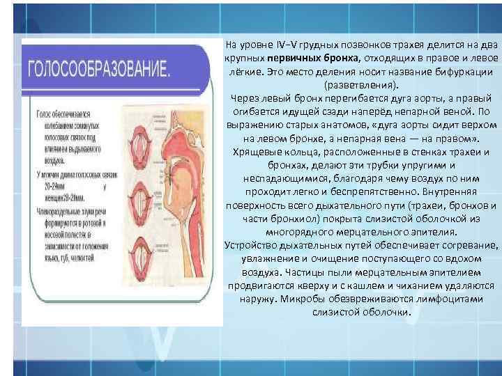На уровне IV−V грудных позвонков трахея делится на два крупных первичных бронха, отходящих в