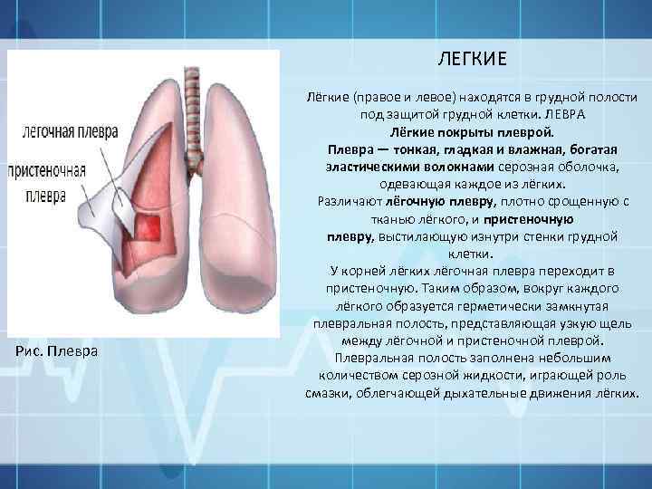 ЛЕГКИЕ Рис. Плевра Лёгкие (правое и левое) находятся в грудной полости под защитой грудной