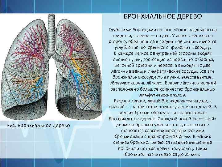 БРОНХИАЛЬНОЕ ДЕРЕВО Рис. Бронхиальное дерево Глубокими бороздами правое лёгкое разделено на три доли, а