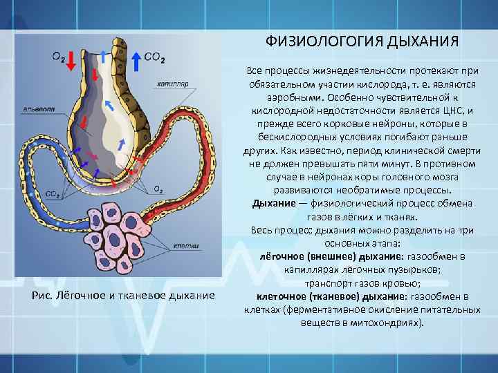ФИЗИОЛОГОГИЯ ДЫХАНИЯ Рис. Лёгочное и тканевое дыхание Все процессы жизнедеятельности протекают при обязательном участии