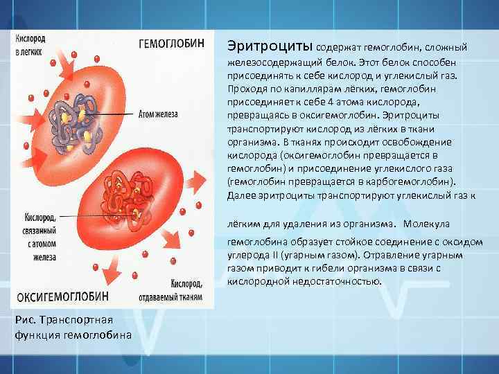 Эритроциты содержат гемоглобин, сложный железосодержащий белок. Этот белок способен присоединять к себе кислород и