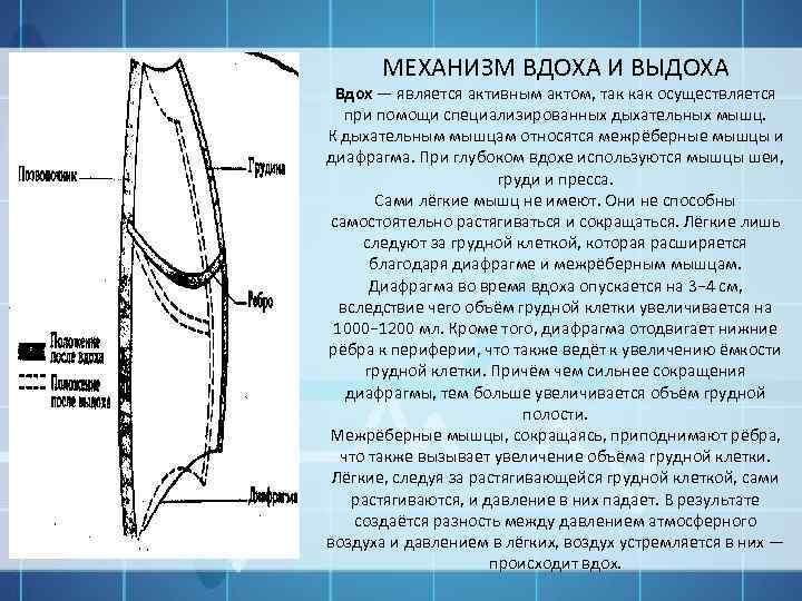МЕХАНИЗМ ВДОХА И ВЫДОХА Вдох — является активным актом, так как осуществляется при помощи