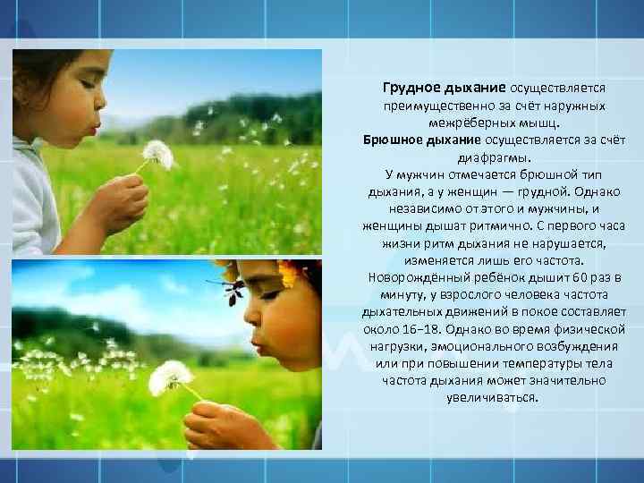 Грудное дыхание осуществляется преимущественно за счёт наружных межрёберных мышц. Брюшное дыхание осуществляется за счёт