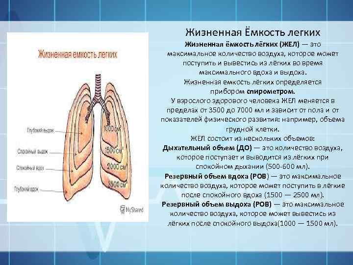 Жизненная Ёмкость легких Жизненная ёмкость лёгких (ЖЕЛ) — это максимальное количество воздуха, которое может