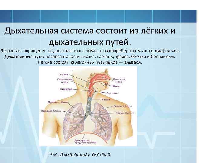 Дыхательная система состоит из лёгких и дыхательных путей. Лёгочные сокращения осуществляются с помощью межрёберных