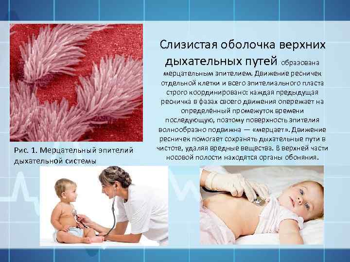 Слизистая оболочка верхних дыхательных путей образована Рис. 1. Мерцательный эпителий дыхательной системы мерцательным эпителием.