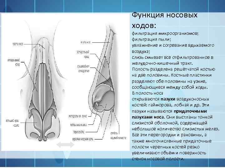 Функция носовых ходов: фильтрация микроорганизмов; фильтрация пыли; увлажнение и согревание вдыхаемого воздуха; слизь смывает