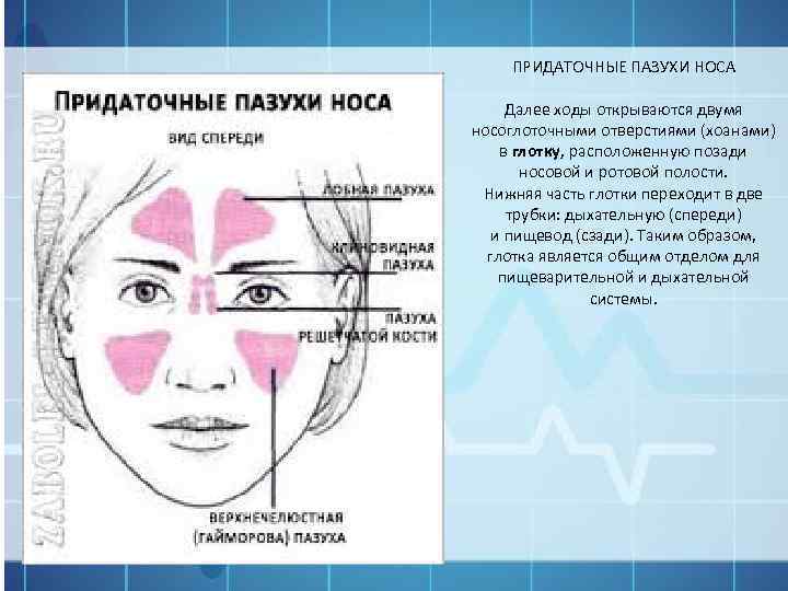 ПРИДАТОЧНЫЕ ПАЗУХИ НОСА Далее ходы открываются двумя носоглоточными отверстиями (хоанами) в глотку, расположенную позади