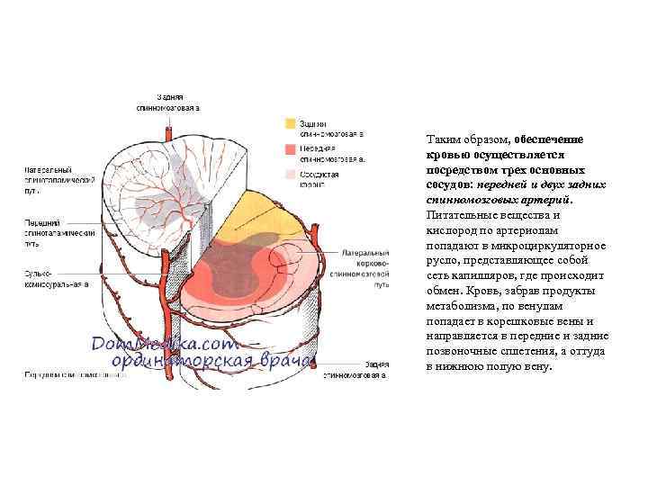 Таким образом, обеспечение кровью осуществляется посредством трех основных сосудов: передней и двух задних спинномозговых