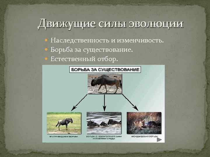 Движущие силы эволюции схема естественный отбор