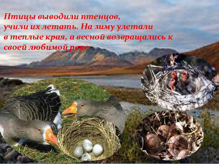 Птицы выводили птенцов, учили их летать. На зиму улетали в теплые края, а весной