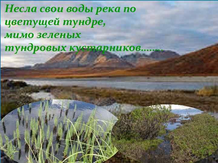 Несла свои воды река по цветущей тундре, мимо зеленых тундровых кустарников……. . 