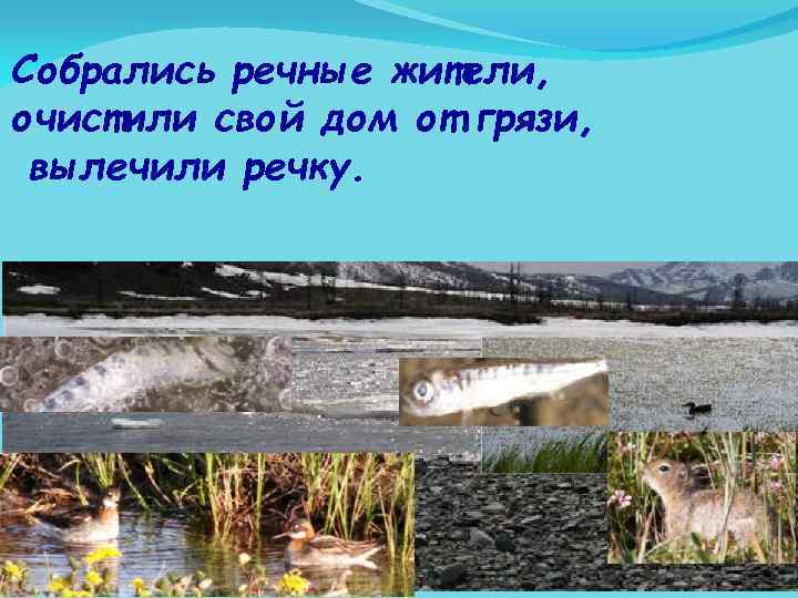 Собрались речные жители, очистили свой дом от грязи, вылечили речку. 