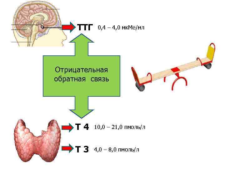 ТТГ 0, 4 – 4, 0 мк. Ме/мл Отрицательная обратная связь Т 4 10,