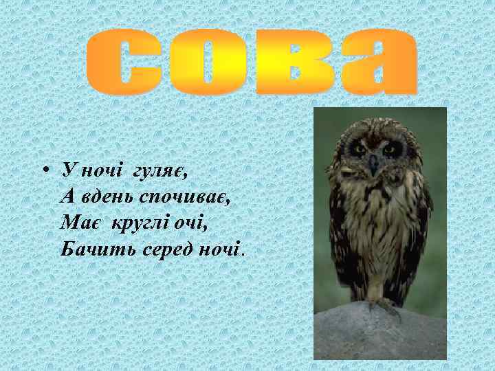  • У ночі гуляє, А вдень спочиває, Має круглі очі, Бачить серед ночі.