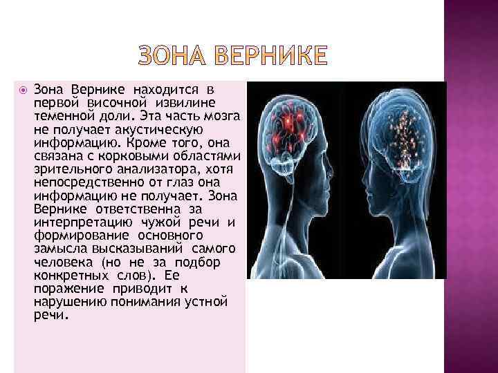  Зона Вернике находится в первой височной извилине теменной доли. Эта часть мозга не