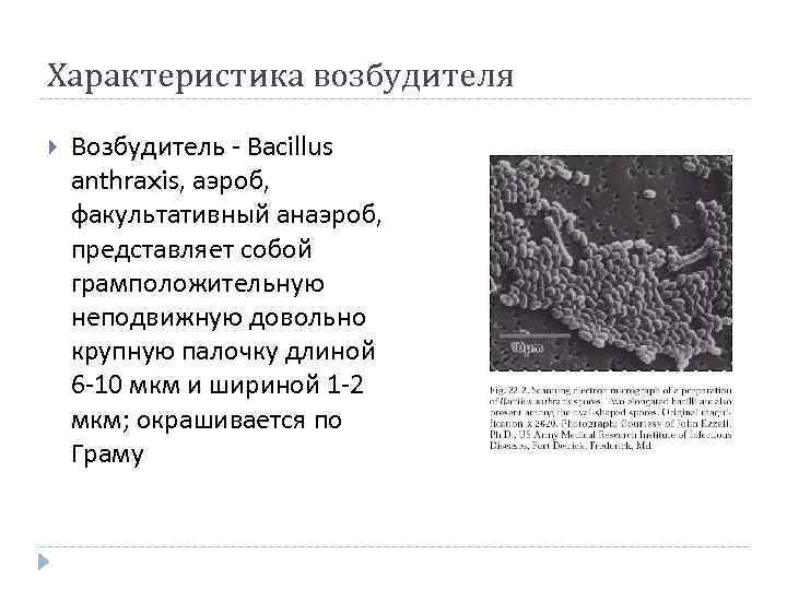 Характеристика возбудителя Возбудитель - Bacillus anthraxis, аэроб, факультативный анаэроб, представляет собой грамположительную неподвижную довольно