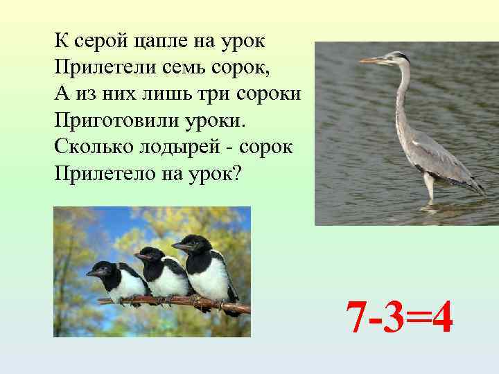 К серой цапле на урок Прилетели семь сорок, А из них лишь три сороки