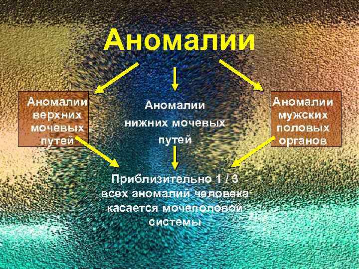 Аномалии верхних мочевых путей Аномалии нижних мочевых путей Приблизительно 1 / 3 всех аномалий