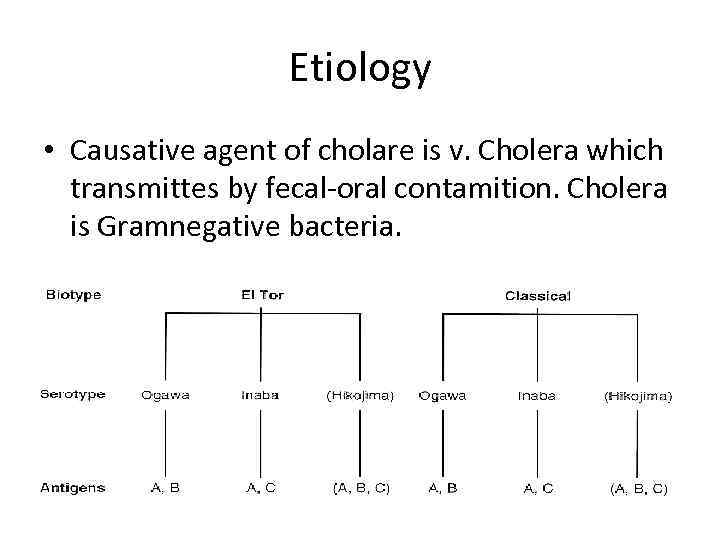 Etiology • Causative agent of cholare is v. Cholera which transmittes by fecal-oral contamition.