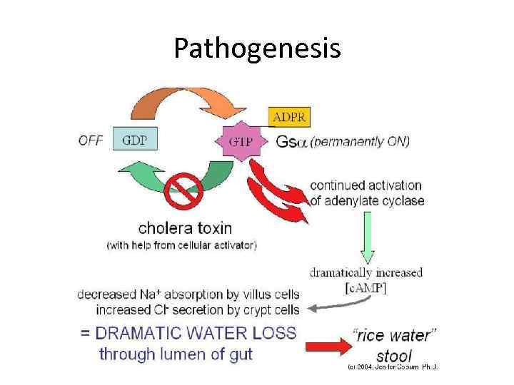 Pathogenesis 