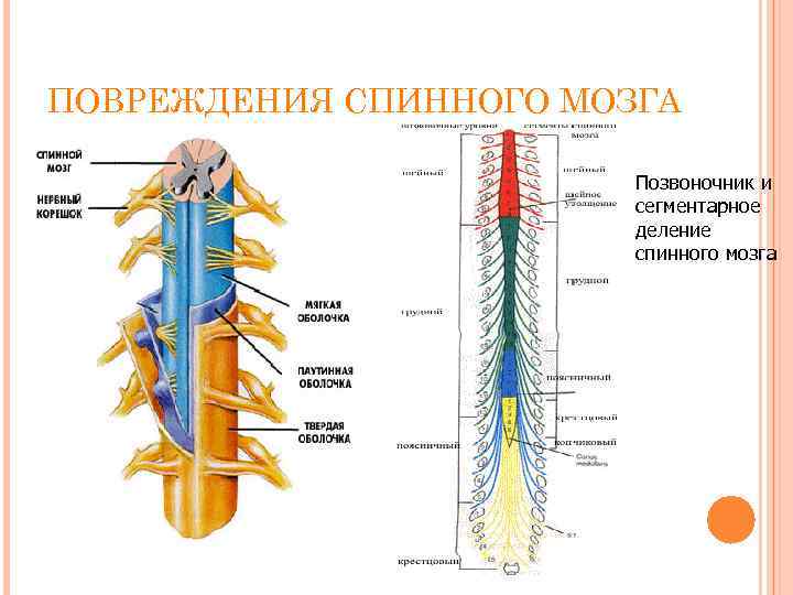 ПОВРЕЖДЕНИЯ СПИННОГО МОЗГА Позвоночник и сегментарное деление спинного мозга 