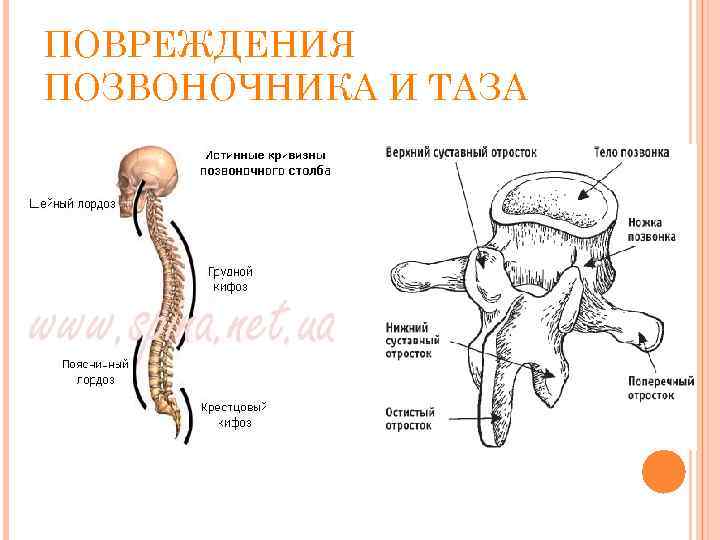 ПОВРЕЖДЕНИЯ ПОЗВОНОЧНИКА И ТАЗА 