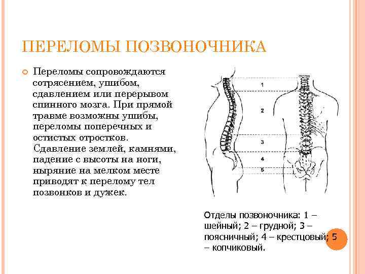 ПЕРЕЛОМЫ ПОЗВОНОЧНИКА Переломы сопровождаются сотрясением, ушибом, сдавлением или перерывом спинного мозга. При прямой травме