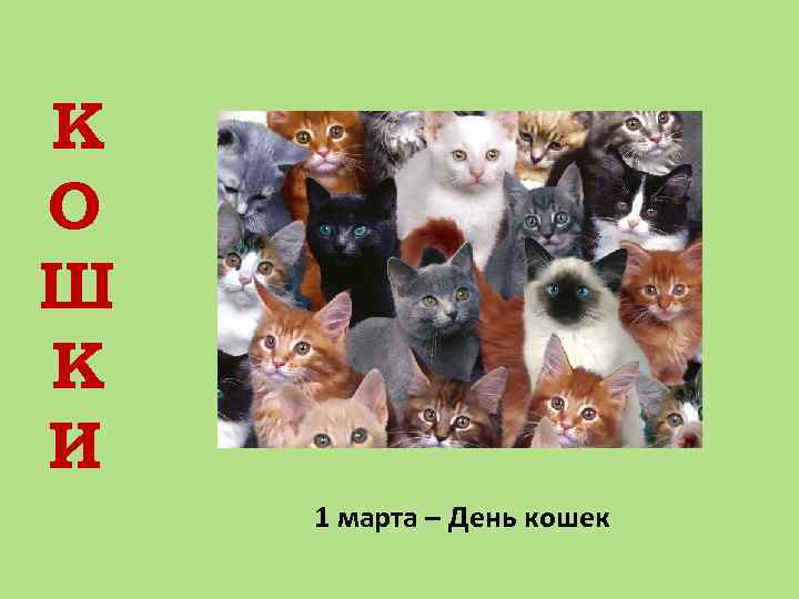 К О Ш К И 1 марта – День кошек 