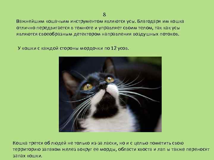 8 Важнейшим кошачьим инструментом являются усы. Благодаря им кошка отлично передвигается в темноте и