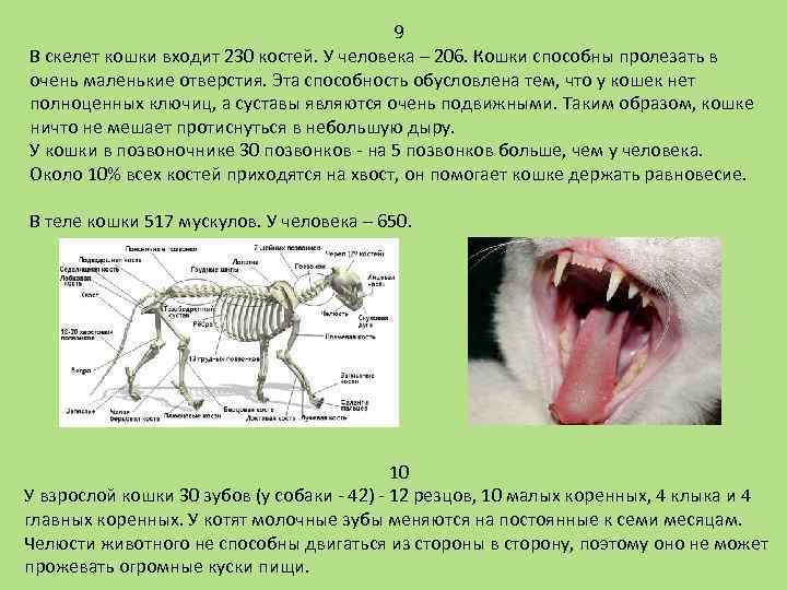 9 В скелет кошки входит 230 костей. У человека – 206. Кошки способны пролезать