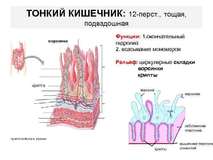 ТОНКИЙ КИШЕЧНИК: 12 -перст. , тощая, подвздошная ворсинка Функции: 1. окончательный гидролиз 2. всасывание