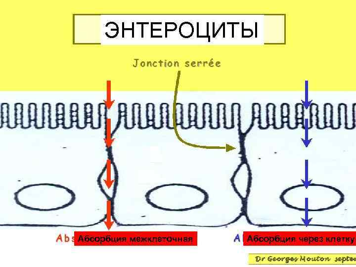 ЭНТЕРОЦИТЫ Абсорбция межклеточная Абсорбция через клетку 