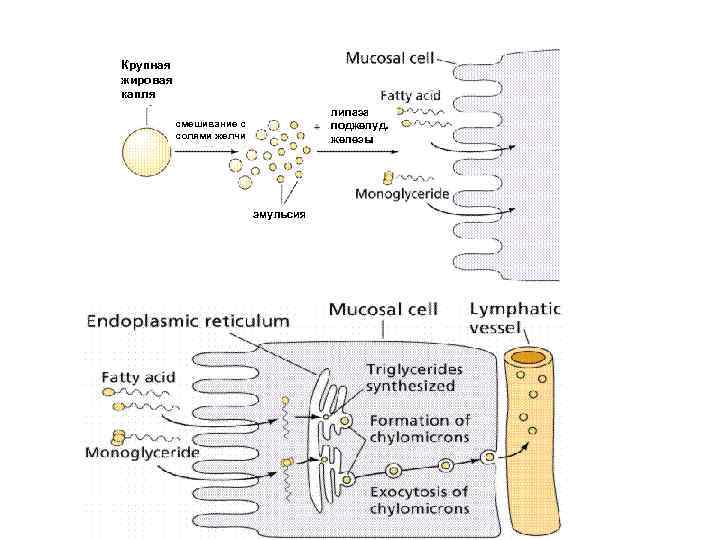 Крупная жировая капля липаза поджелуд. железы смешивание с солями желчи эмульсия 