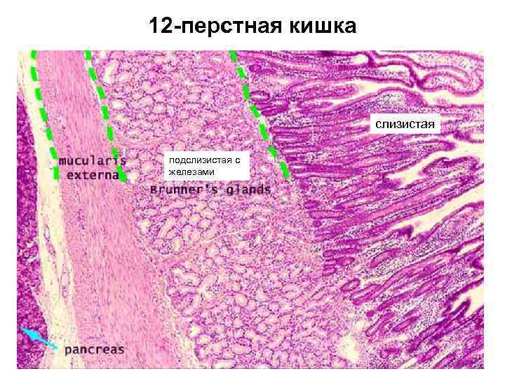 12 -перстная кишка слизистая подслизистая с железами 