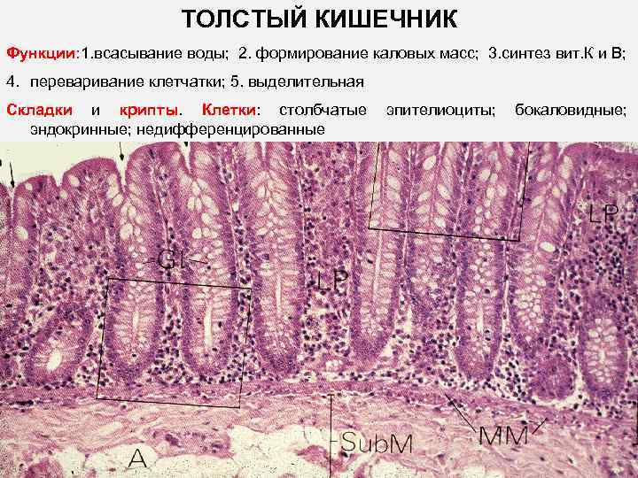 Толстая кишка рисунок гистология