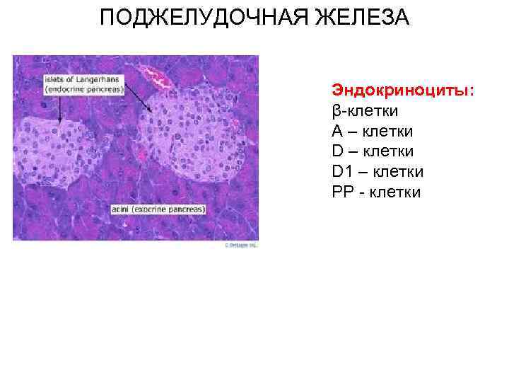 ПОДЖЕЛУДОЧНАЯ ЖЕЛЕЗА Эндокриноциты: β-клетки Α – клетки D 1 – клетки РР - клетки