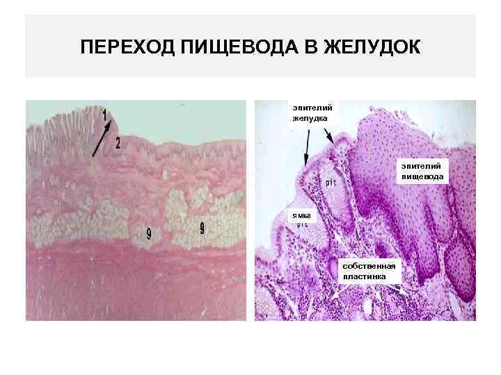 Реферат: Морфофункциональная характеристика места перехода пищевода в желудок