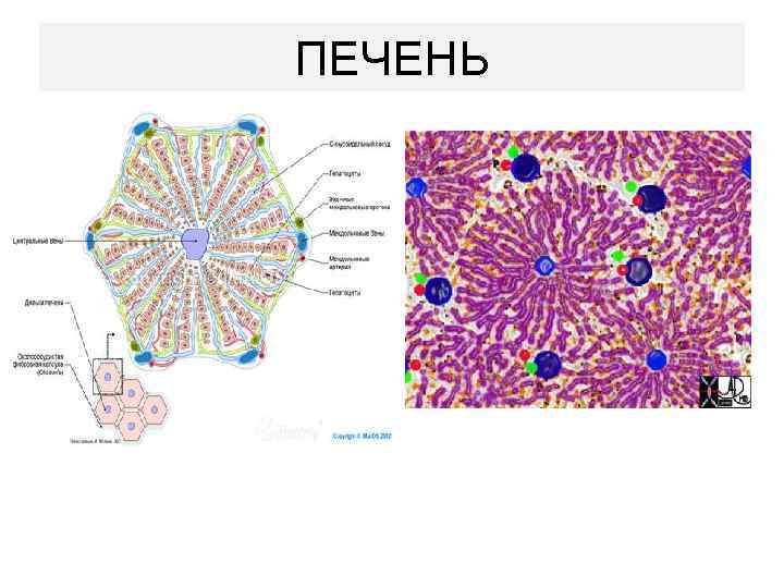 ПЕЧЕНЬ 