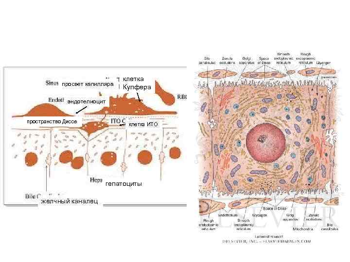 просвет капилляра клетка Купфера эндотелиоцит пространство Диссе клетка ИТО гепатоциты желчный каналец 