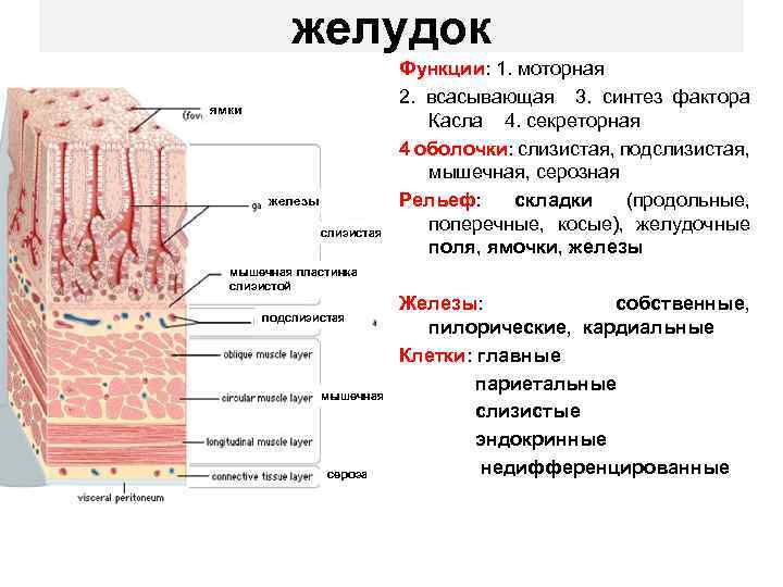 желудок ямки железы слизистая мышечная пластинка слизистой подслизистая мышечная сероза Функции: 1. моторная 2.