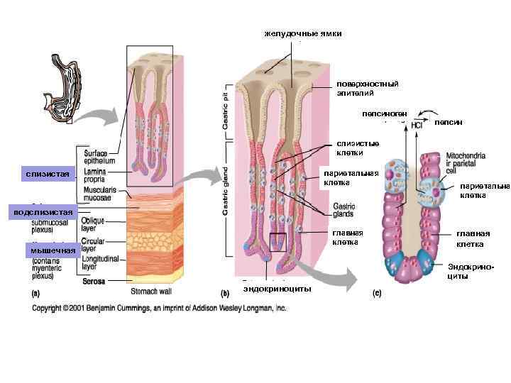 желудочные ямки поверхностный эпителий пепсиноген пепсин слизистые клетки париетальная клетка слизистая париетальная клетка подслизистая